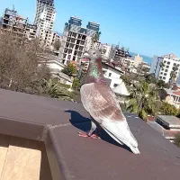 کبوتر گمشده تخم داره مادهش هست