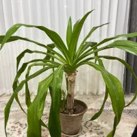 گل سوسن عنکبوتی (اشک ملکه) ۹ ساله