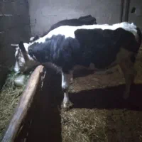 کوساله ماده چاق