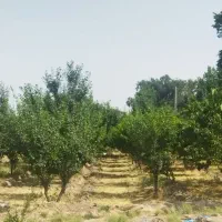 1200متر-باغ-وزمین-نزدیک-جاده-اصلی-تهران-شهریار