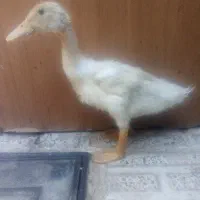 اردک