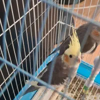 عروس هلندی ماده دونه ۹۵۰