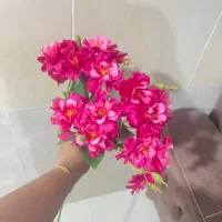 شاخه گل نو