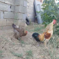 مرغ و خروس
