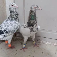 کبوتر پرشی و جفتی