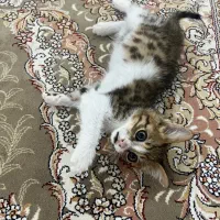 واگذاری گربه با وسایل
