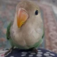 طوطی برزیلی اوپال