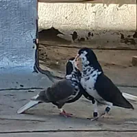 کفتر