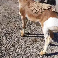 بره قوچی درج یک