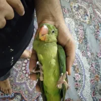 جوجه شاه طوطی سرلاکی دستی