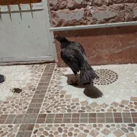 دو عدد ماده مرغ زات بالا