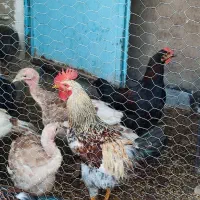 خروس زیبا