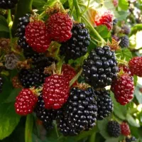 نهال توت قیسی -توت قرمز  و توت چتری