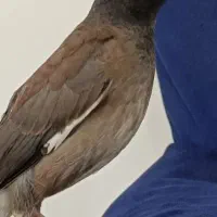 جوجه مینا نرافغان