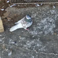 یال سبز نر گلدار قرقاب گل