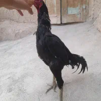 خروس لاری
