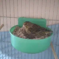 ماده قناری جفتی سهره آماده نر بیار جفت کن ببر