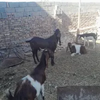 نربز پاکستانی|حیوانات مزرعه|سبزوار, عارف|دیوار