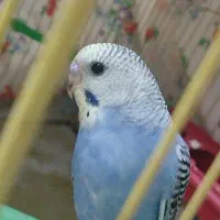 مرغ عشق