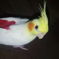 عروس هلندی قفس