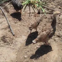 8 عدد بوقلمون سالم نژاددار
