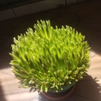 گل نازگل