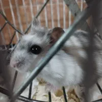 همستر کمپل شیطون و بامزه