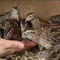 بلدرچین ۴۵ روزه