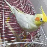 عروس هلندی