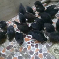 فروش جوجه محلی