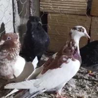 ۴تا کبوتر حراج مفت همه باهم ۲۴۵هزار