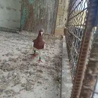 کبوتر
