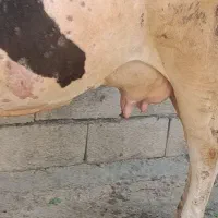 گاو