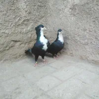 کبوتر یک جفت کرواتی و یک خال ماده