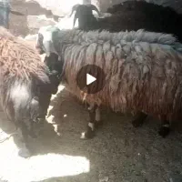 بره پروار