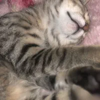 واگذاری گربه dsh