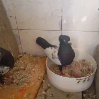 جفت سینه سیاه با سه تاجوجه