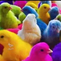 جوجه رنگی در تنوع رنگ