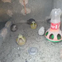 بلدرچین