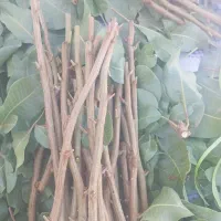ترکه پیوند