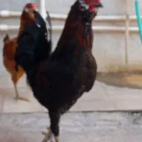 خروس گلین اصل