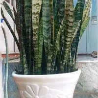 گلدان بزرگ سانسوریا