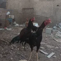 لاری|حیوانات مزرعه|شهر ری, امین آباد|دیوار