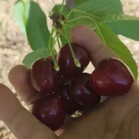 گیلاس