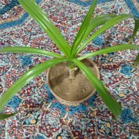 گل سوسن