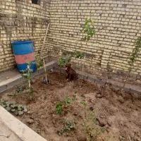 ۳ عدد سگ|سگ|کاشان, شهدا|دیوار