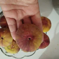 انجیر درشت و خوشمزه ووعسلی
