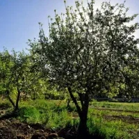 فروش باغ ویلا