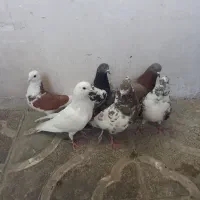 کبوتر گرفتنی یکجا ی تومن کبوتر شهرستانی جفت ۸۰۰