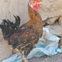 خروس گلین چهل تاج